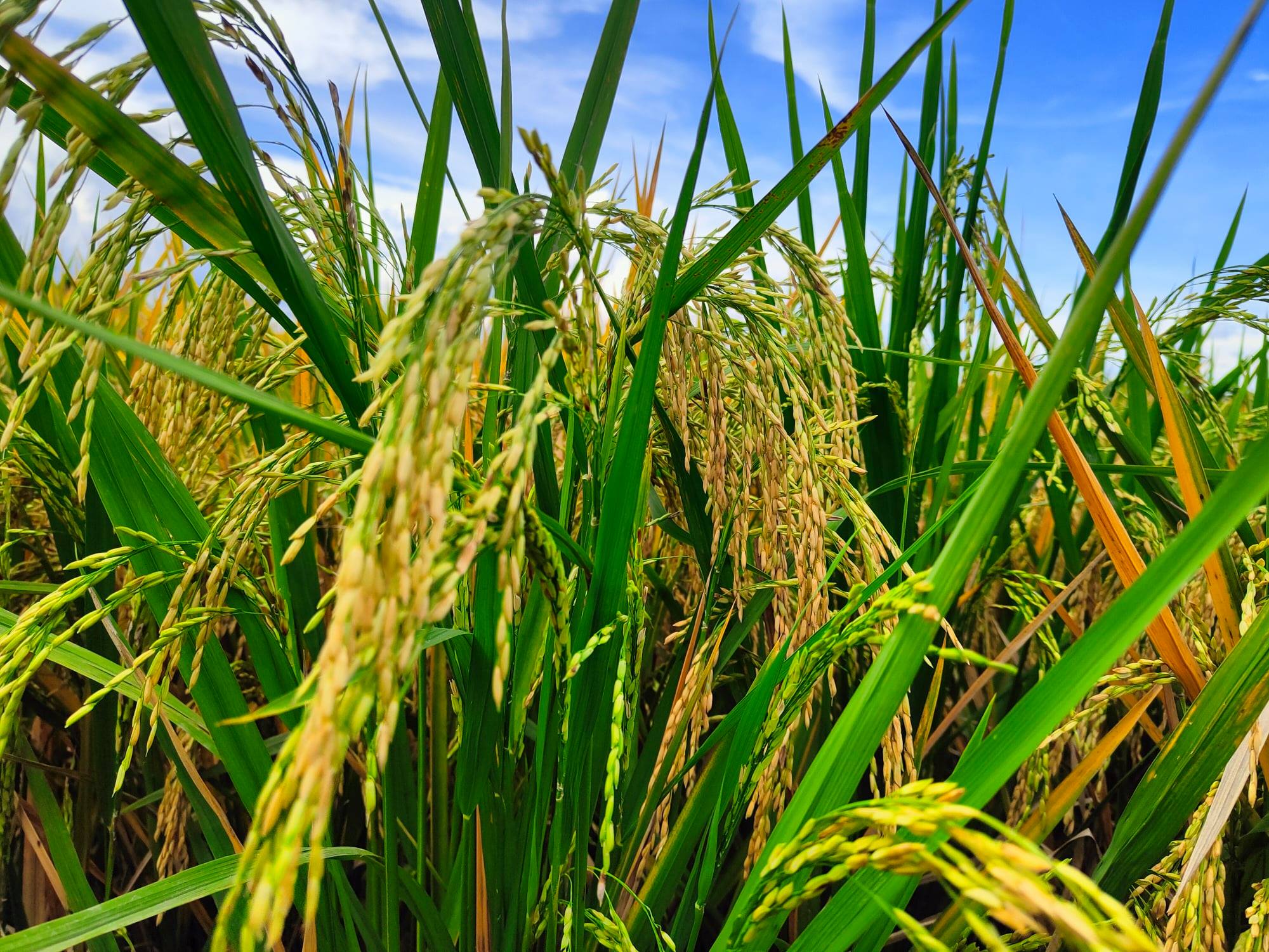 Sun's Rice Trading | Cotabato City