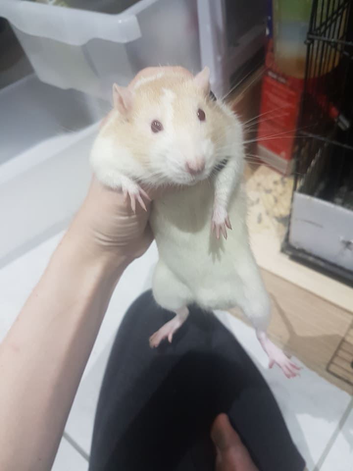 Ratticats Rattery | Ipswich QLD