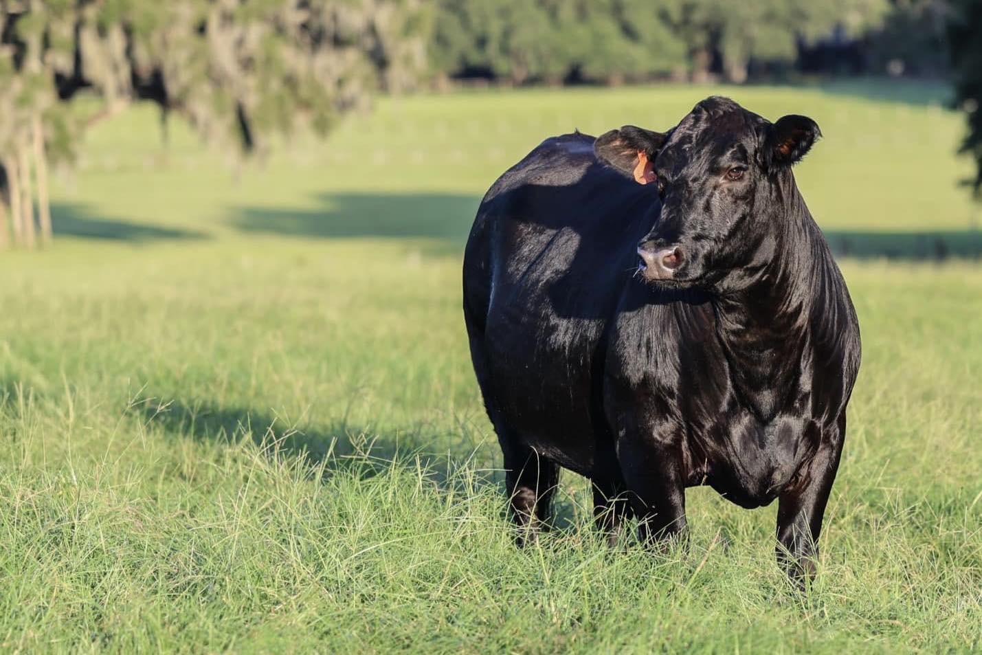 Superior Livestock Services | Ocala FL