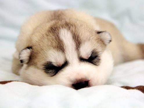 Crazy Siberian Huskys Home Facebook