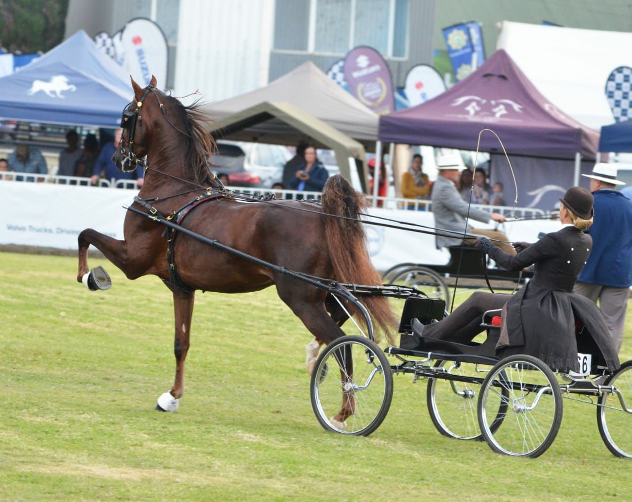 La Cola Stables | Pretoria