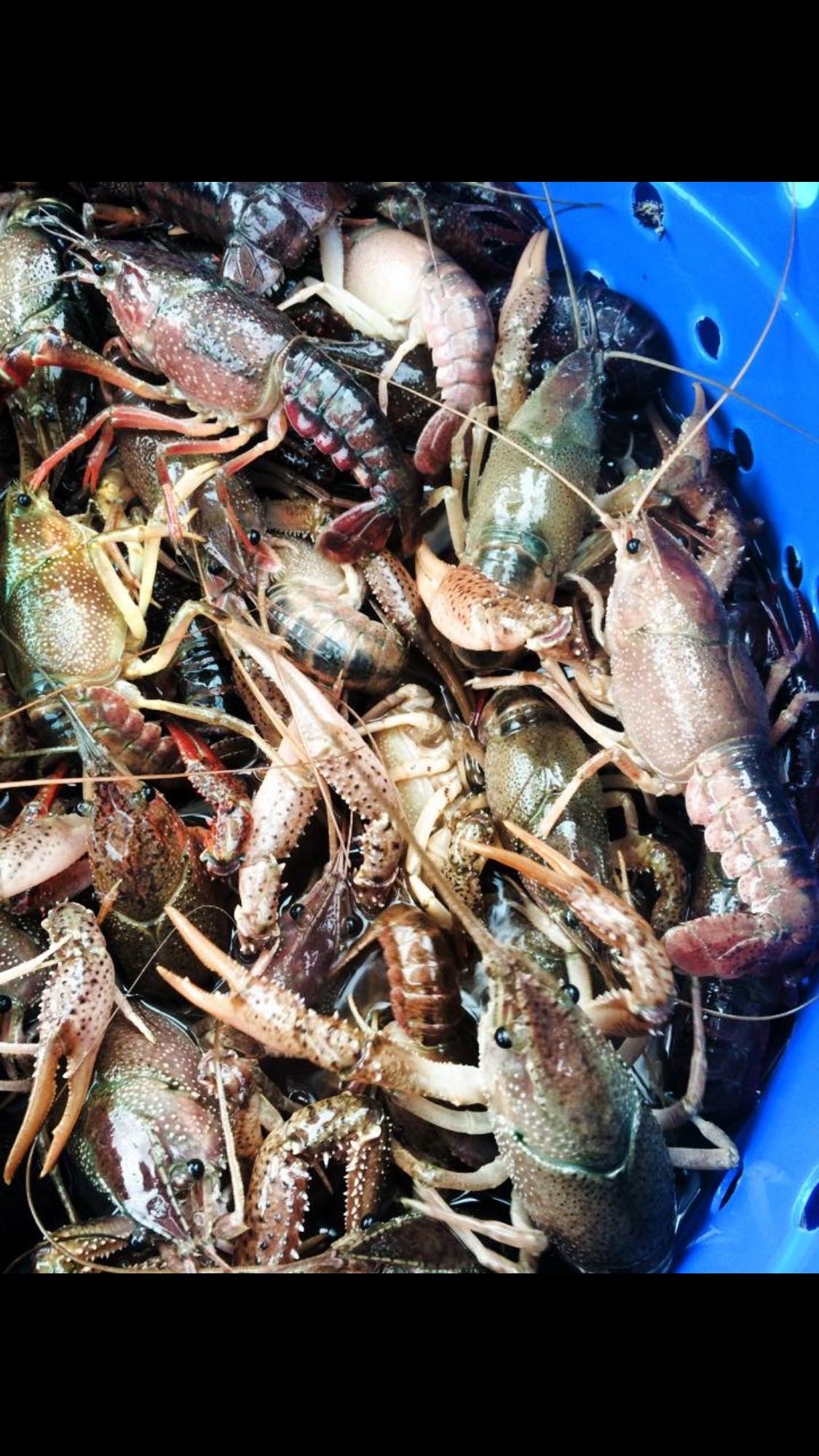 Shellcracker Seafood | Memphis TN