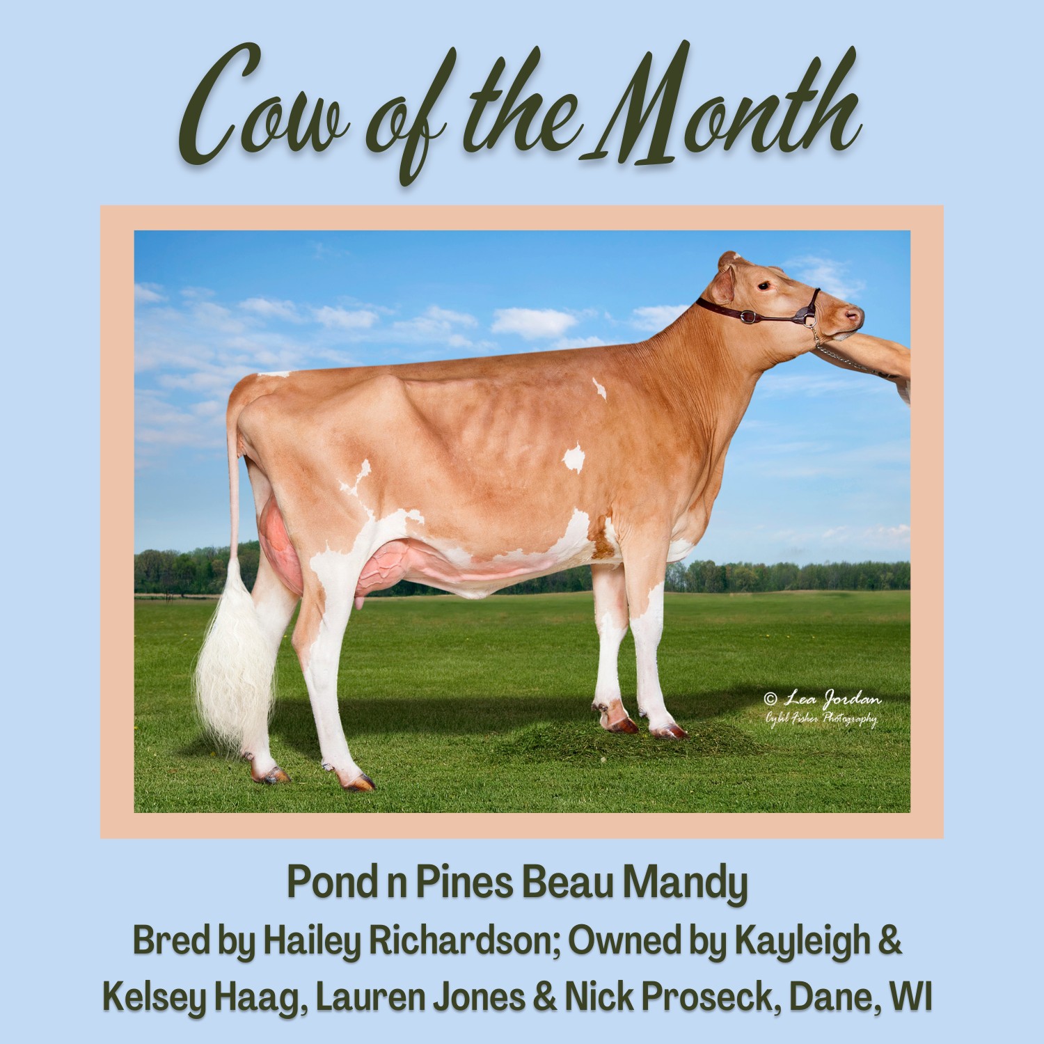 Check out the October Cow... - American Guernsey Association | Facebook