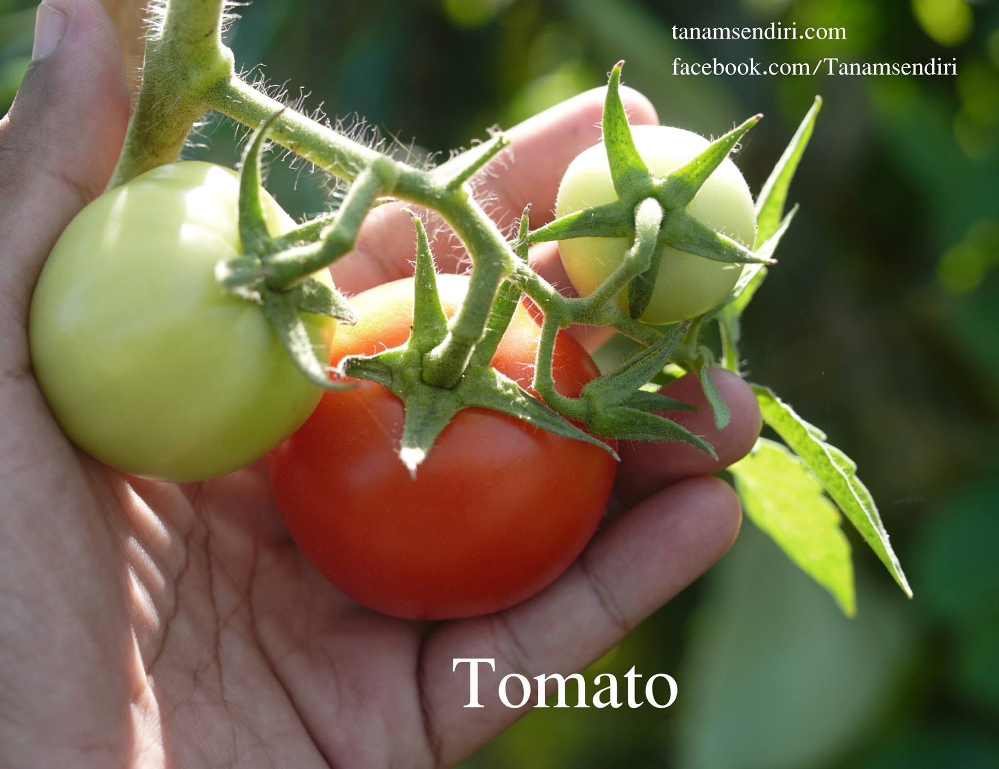 Tanamsendiri Com Tomato Ada Orang Kata Tanang Tomato Ni Payoh Ambe Tak Mboh Tanang Kalu Pokok Tu Payoh Ambe Tanang Hok Mudoh Mudoh Jer Kalu Orang Tu Kater Tanang Tomato Payoh Dia Wat