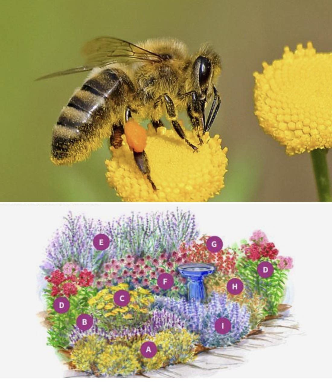 Which Plants to Grow to Support and... - Plants and gardening | Facebook