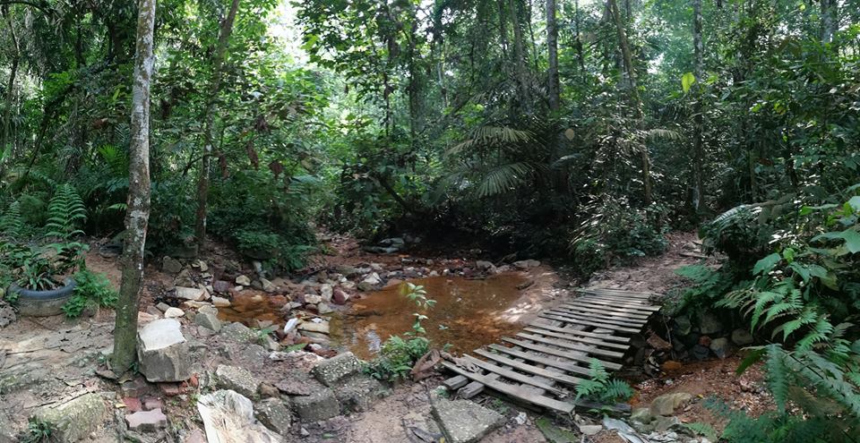 On Nature S Trail Flora Fauna In Bkt Gasing Home Facebook