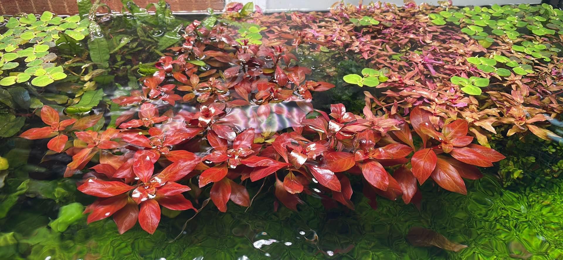 Aquarium plants for trade for other plants Plants