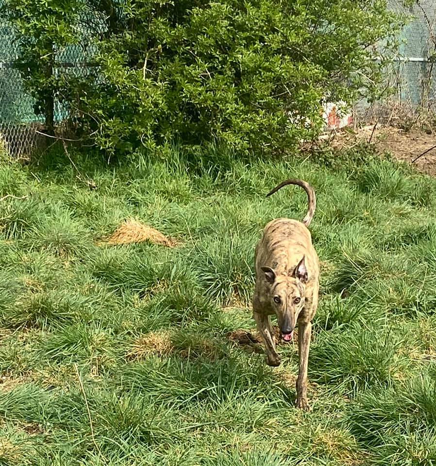 Our lovely SUMMER ☀️ aka Untold Ripple... - Peaceful Kennels | Facebook