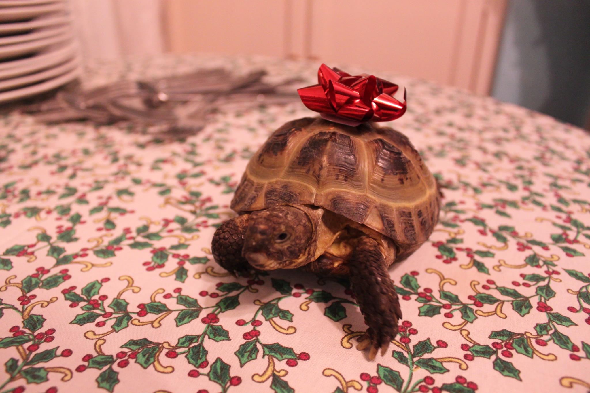 Awkward Turtle