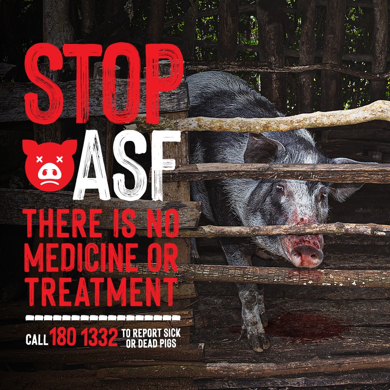 STOP AFRICAN SWINE FEVER (ASF).... - NAQIA - PNG Biosecurity | Facebook