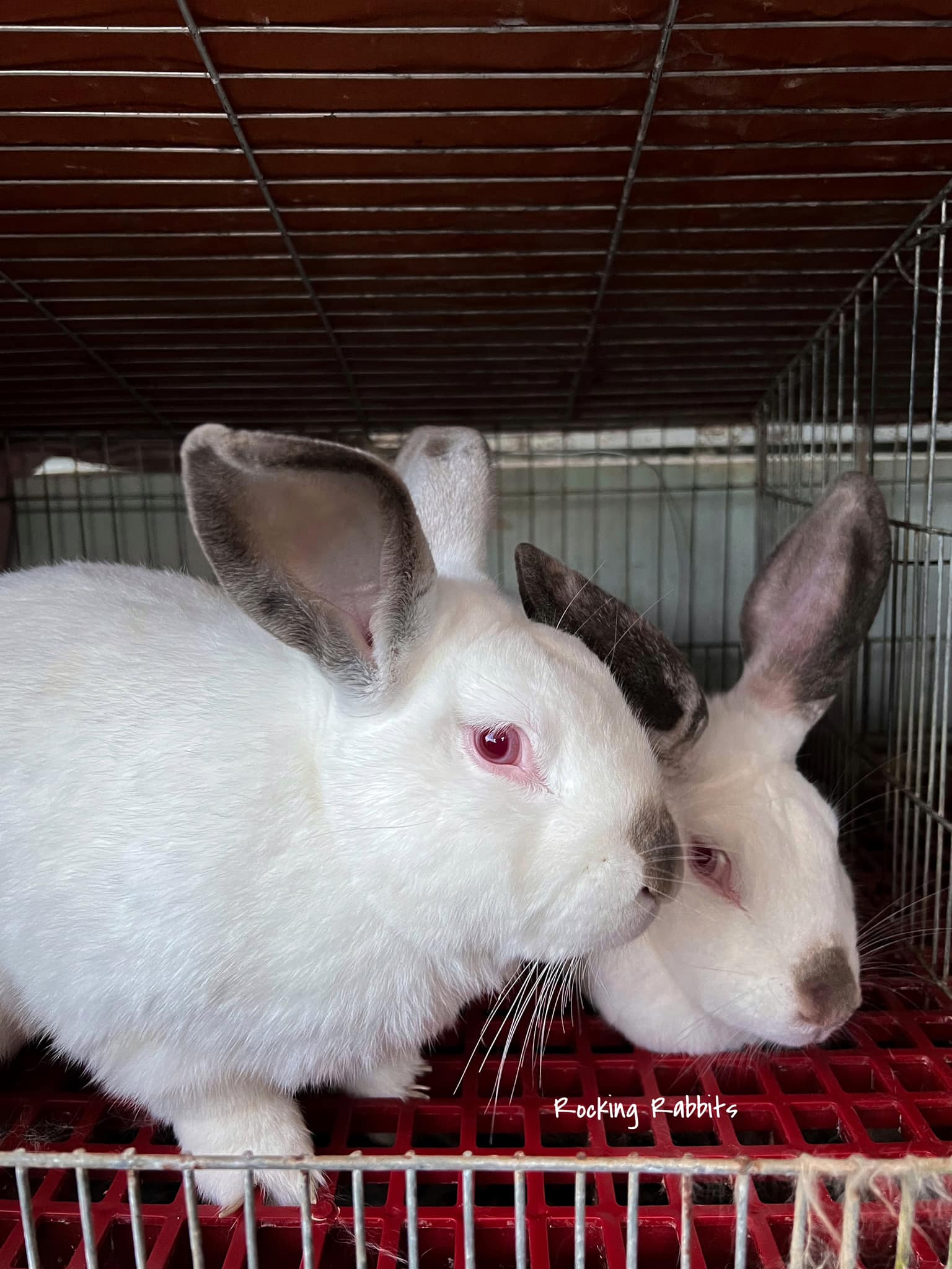 Rocking Rabbits