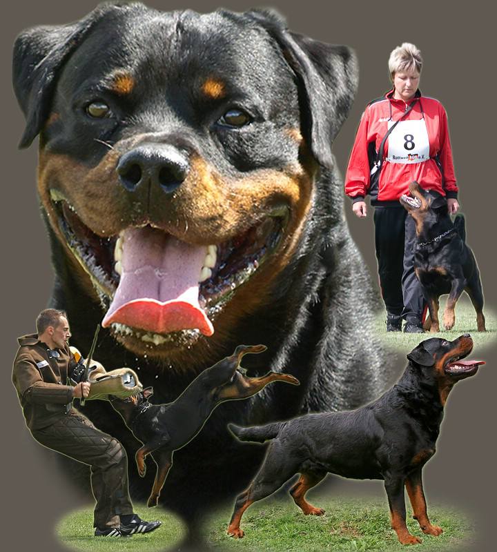 Rottw... - Rottweiler Amy vom Hause Hegel+ Flack vom Auersberg