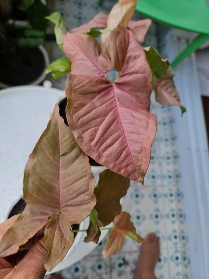 Anthurium SKG Silver vs. Anthurium SKG Pink Lemonade (PL). They