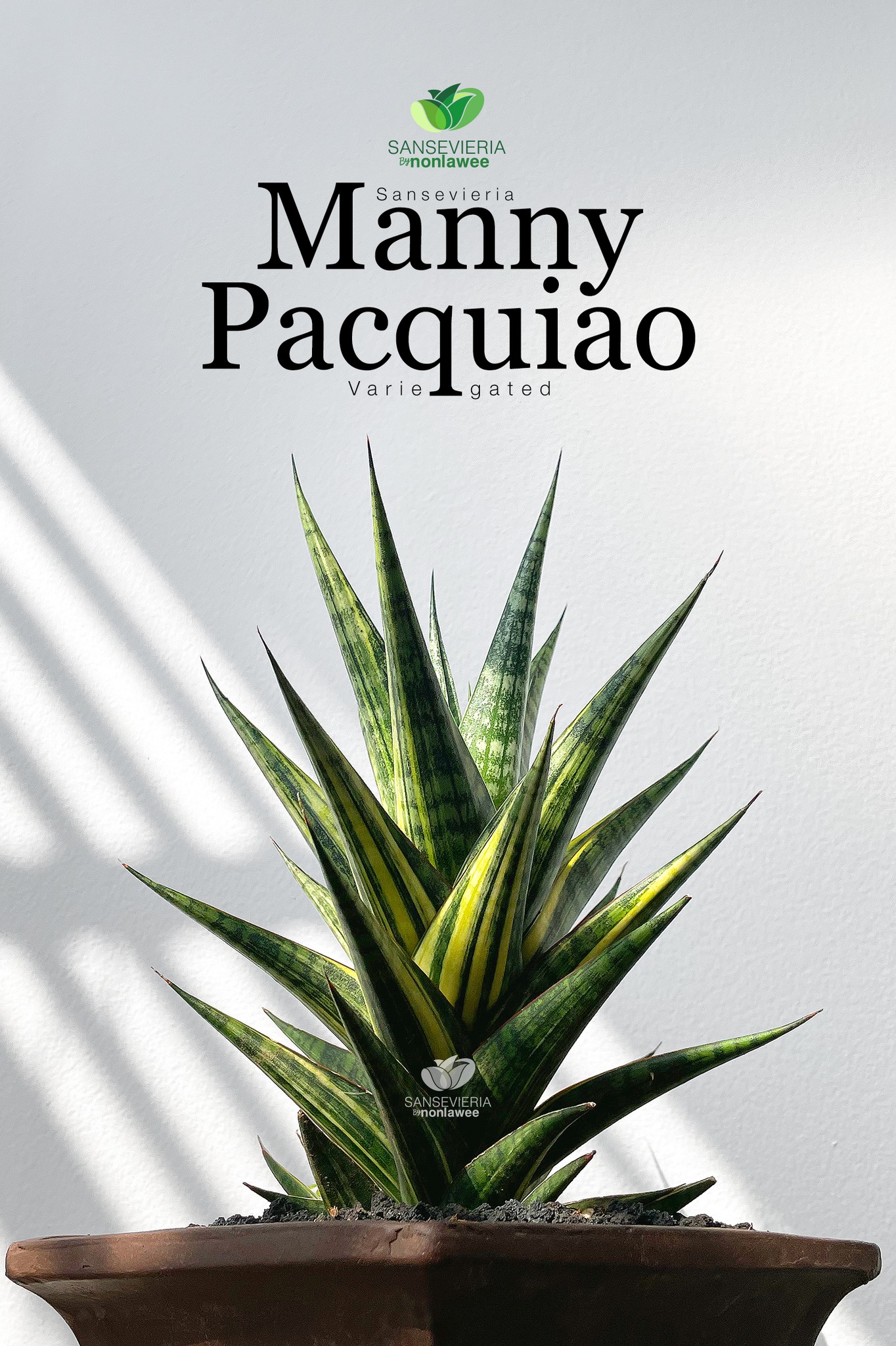 Sansevieria Manny Pacquiao hybrid plant