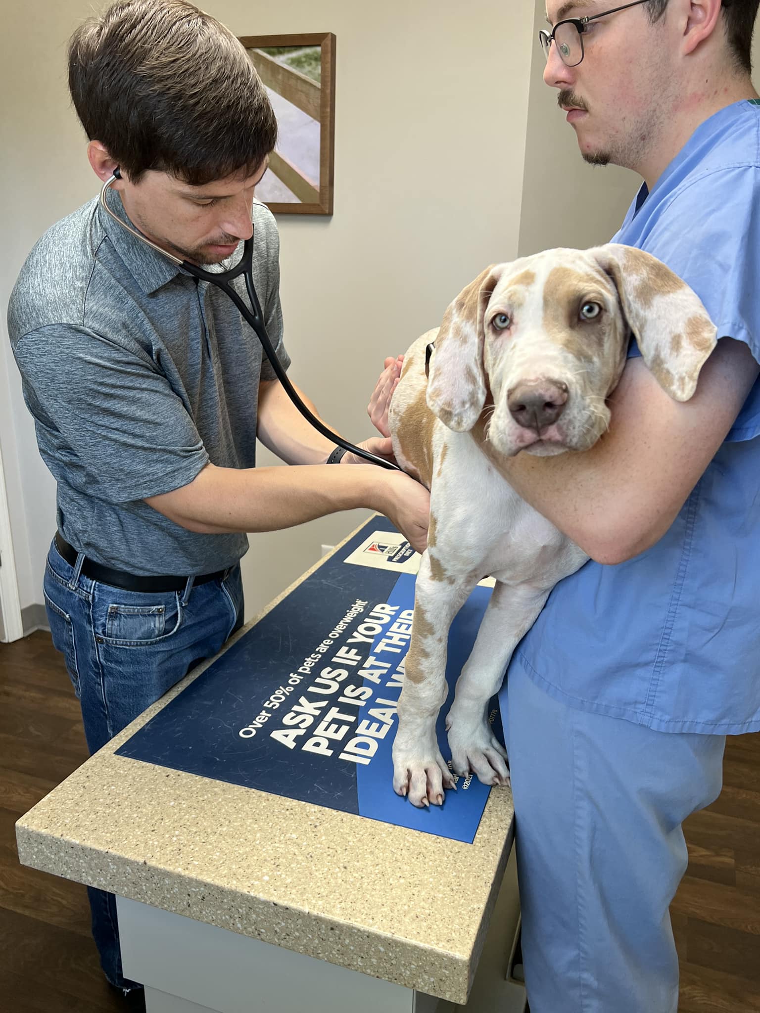 👋🏼 Our friend Hank is GROWING! 🐾... - Pitard Animal Clinic