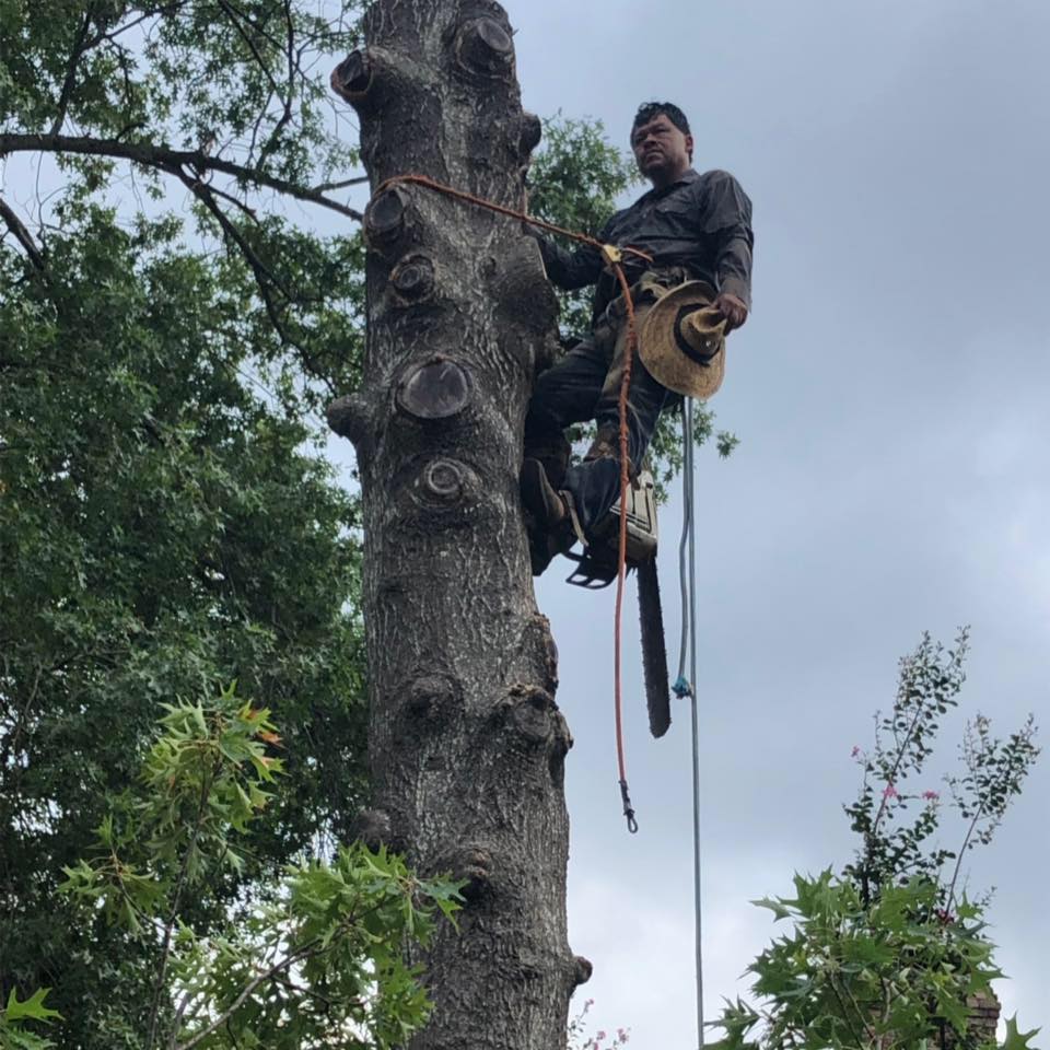 🌳Tree service🌳cel(9035712447)Call | Martin Villela TREE Service