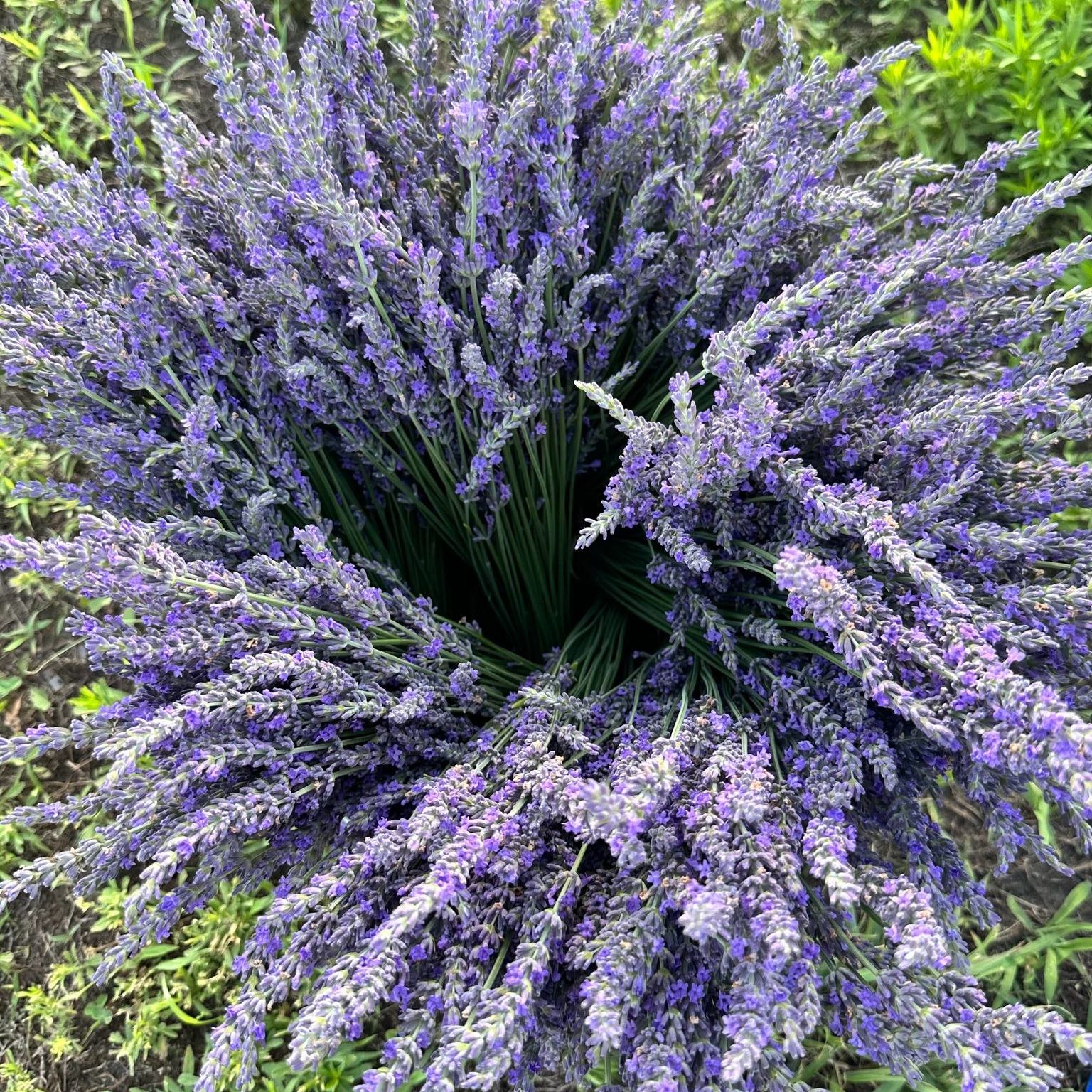 The Lavender - Red, white, blue... and lavender! What better way to ...