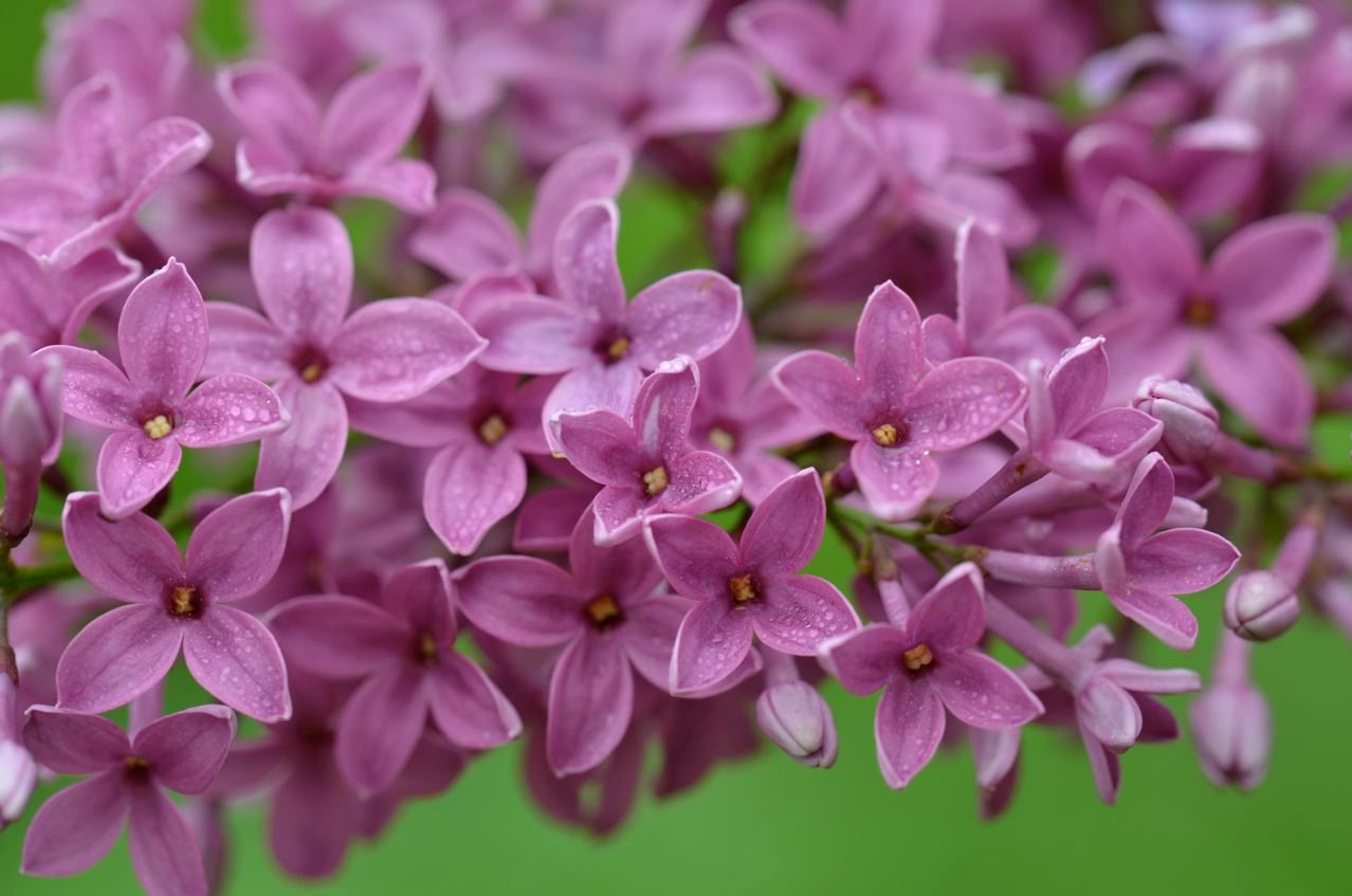 Lilac