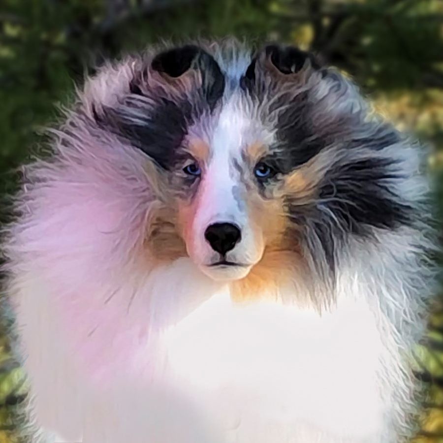 Another beautiful Izzy/Hardy baby! This moderate boy is sweet and ...