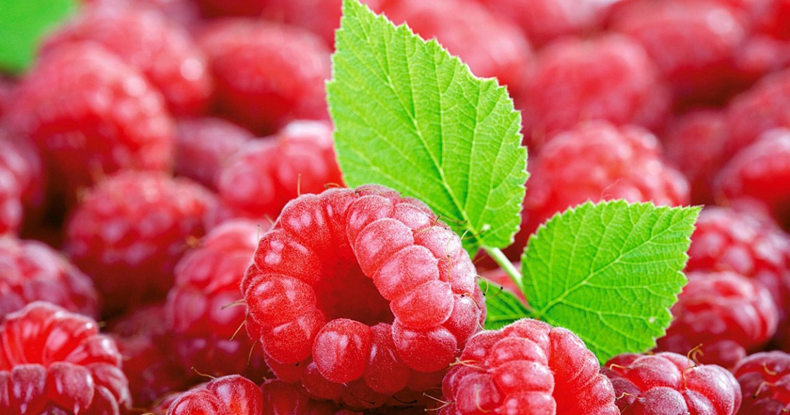 Malina/raspberry