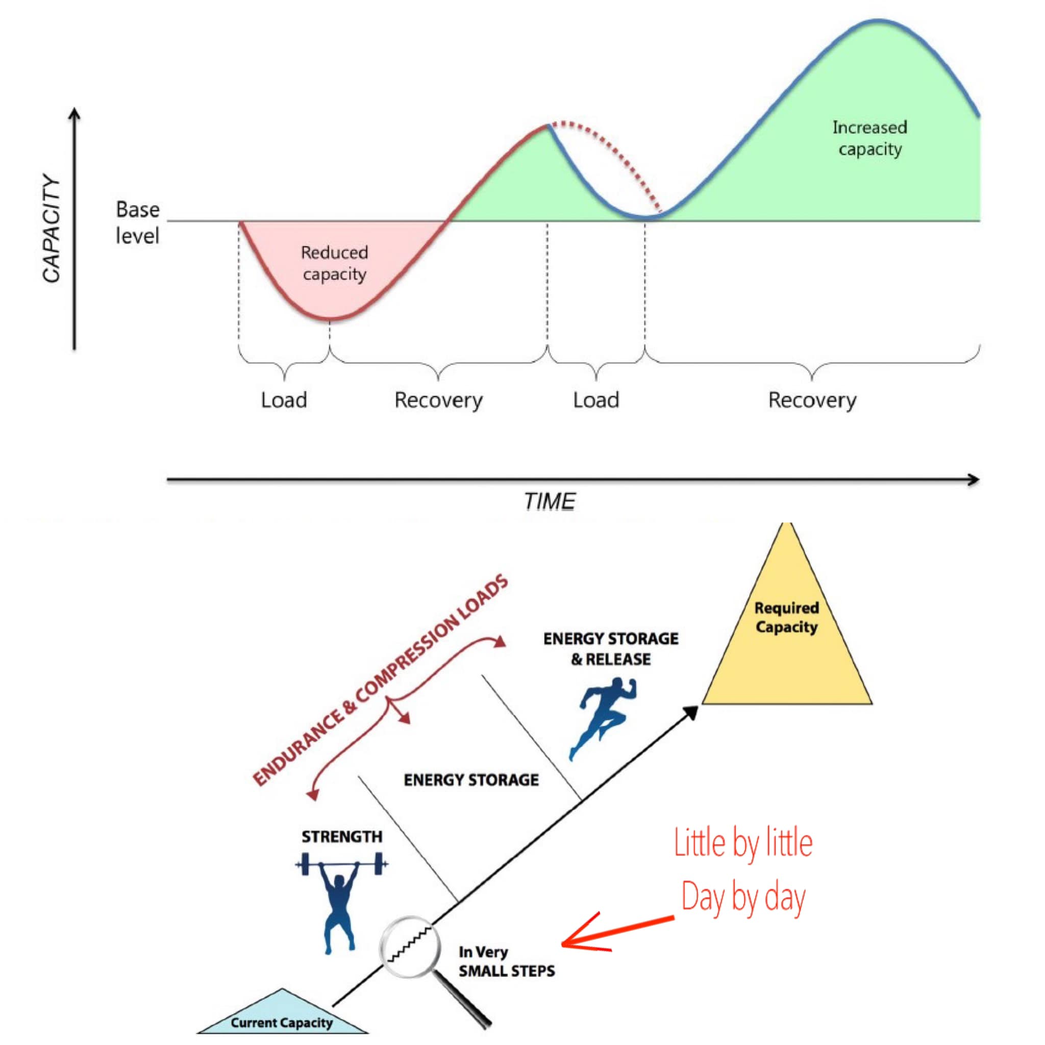 Muscle - ⚙️🔨Load management: tissue capacity and adaptation🔧🔩 😄ผมว่าผม ...