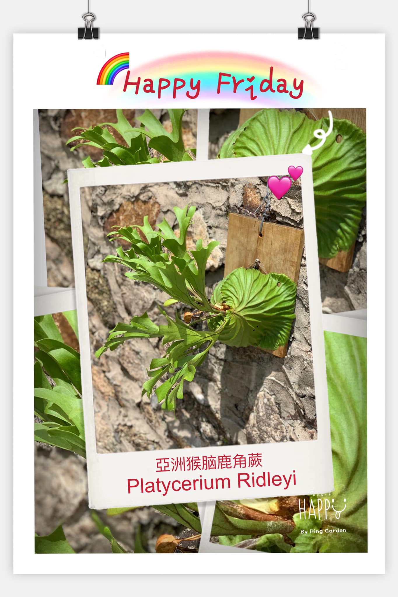 Ping Garden Platycerium Ridleyi Care Tips Light Semi Shade Full Sun Water Moderate Water Occasional Misting Plant Growth Rate Slow Pruning No Pruning Required Propagation Method Tissue Culture Spore