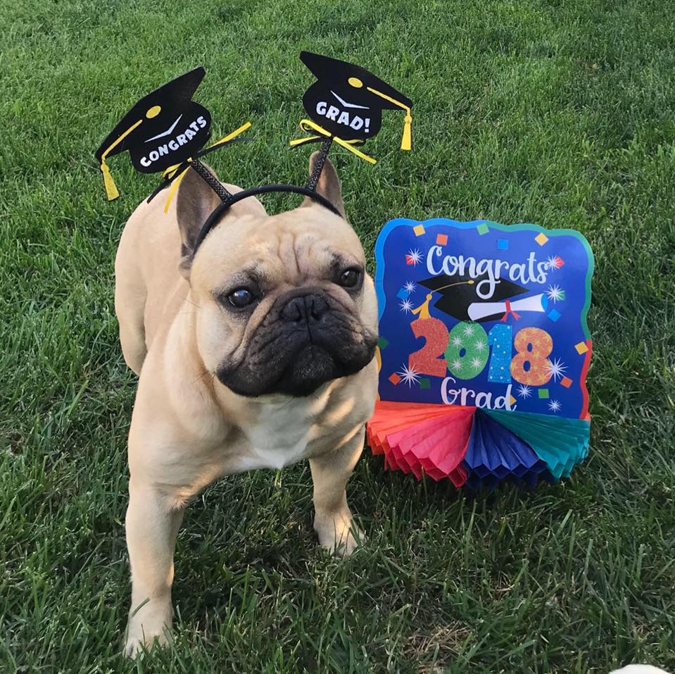 French Bulldog Dynamic Duo And Friends