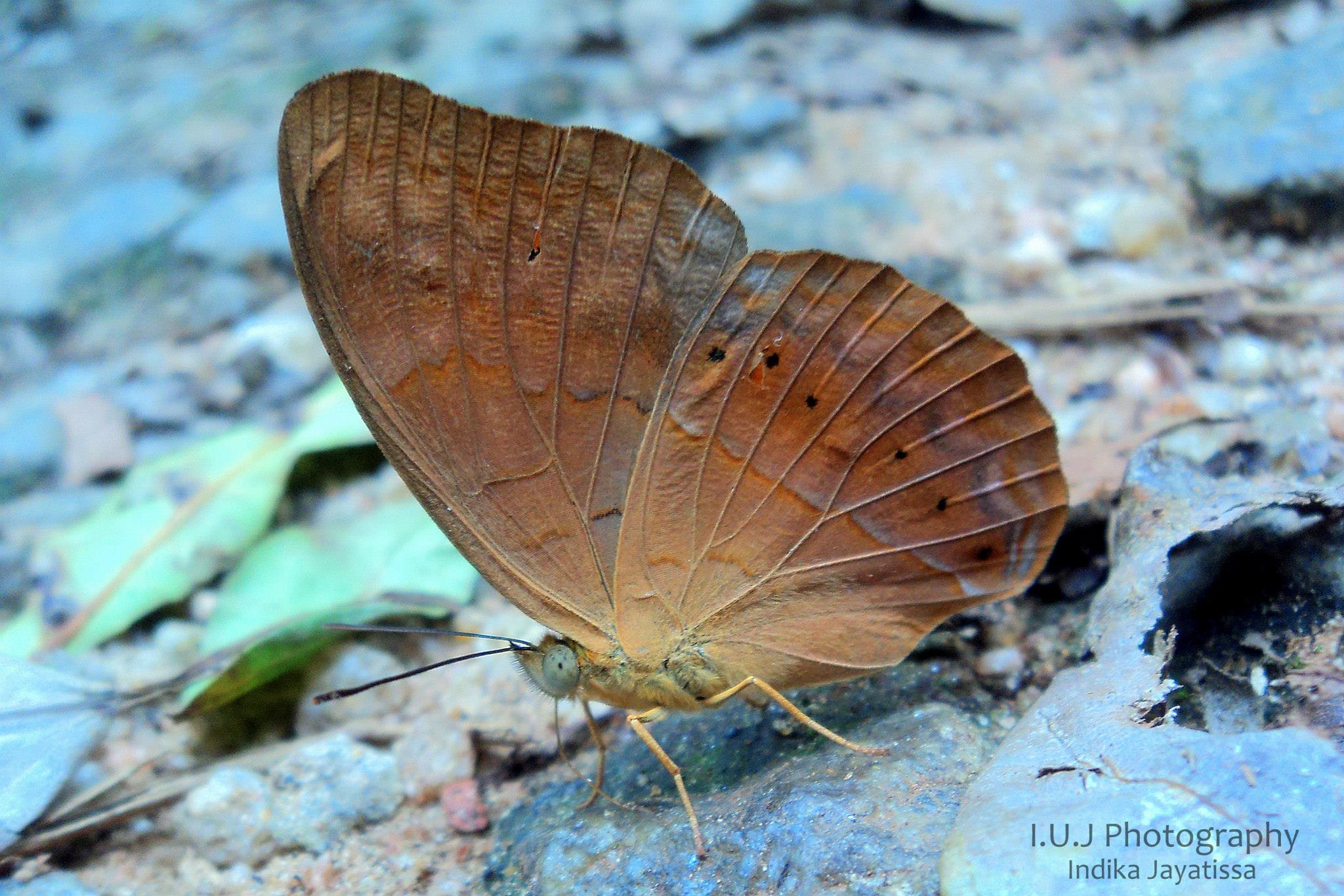 RedLoris - Tamil Yeoman (Cirrochroa thais) It is a large orange ...