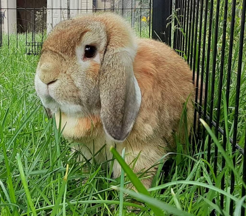 Carter Family Rabbitry | Cincinnati OH