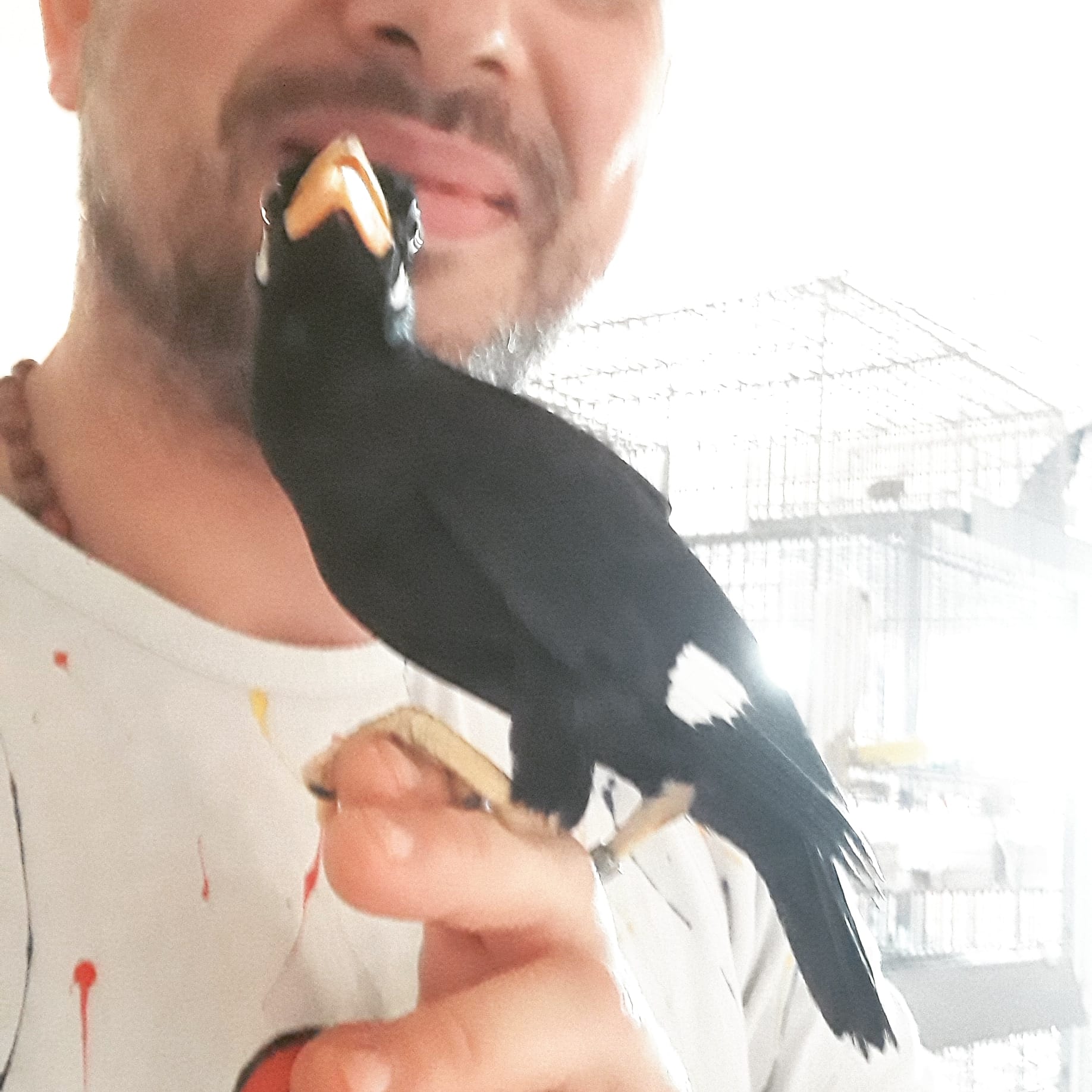 allevamento merli indiani gracula religiosa mino dumontii maina comune ...