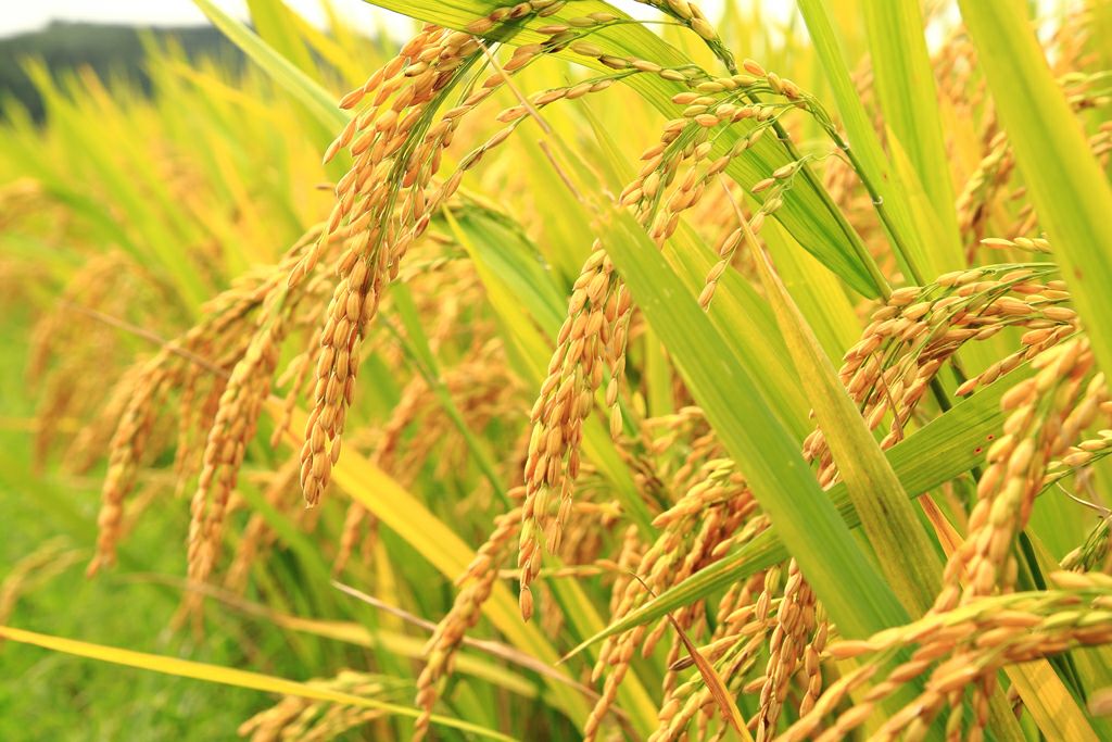 M/S. Molla Traders & Auto Rice Mill | Gazipur