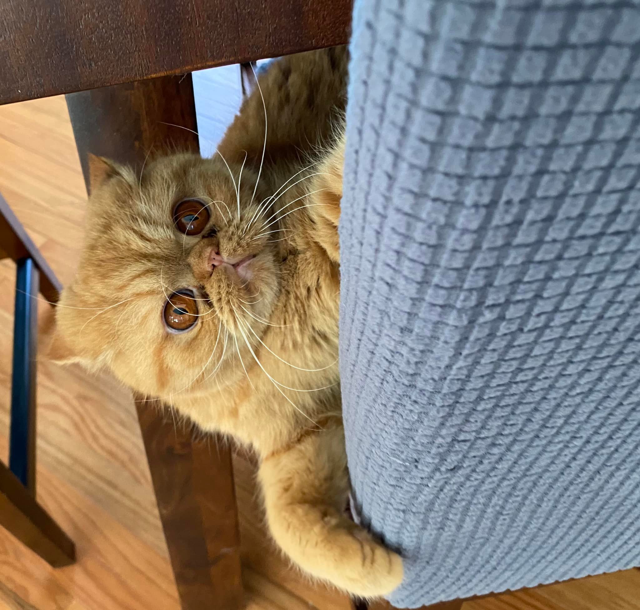 Captain: Very Helpful Foster Cat Ambassador