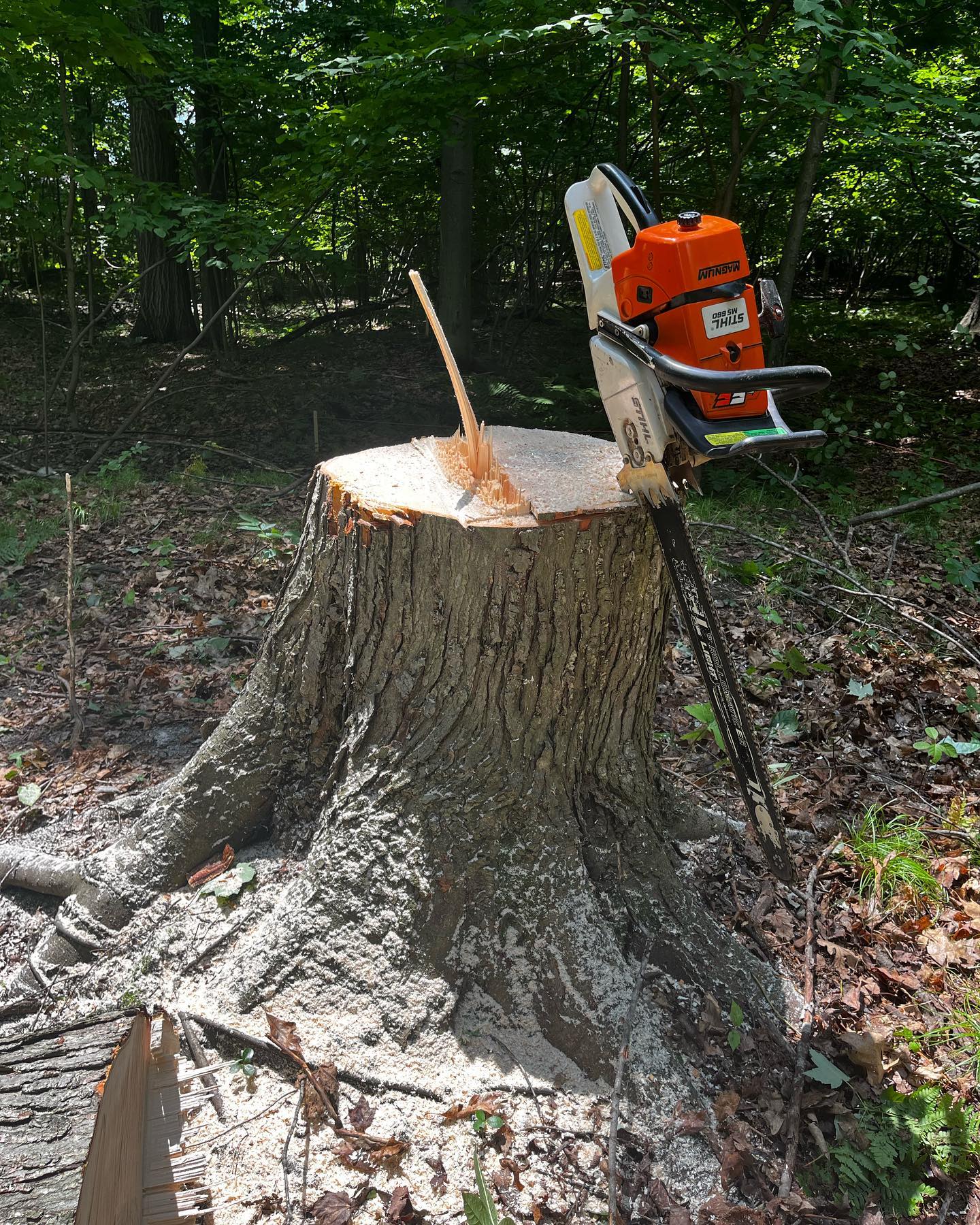 Concord Tree Service | Midland MI