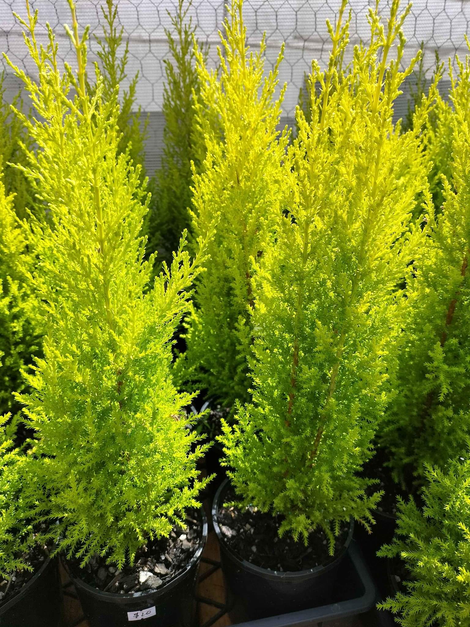 Healthy Lemon scented conifer plants for sale Price10