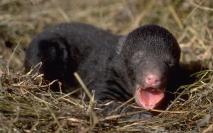 Scared Cubs and Crying Babies Sound Alike Black bear cubs and human ...