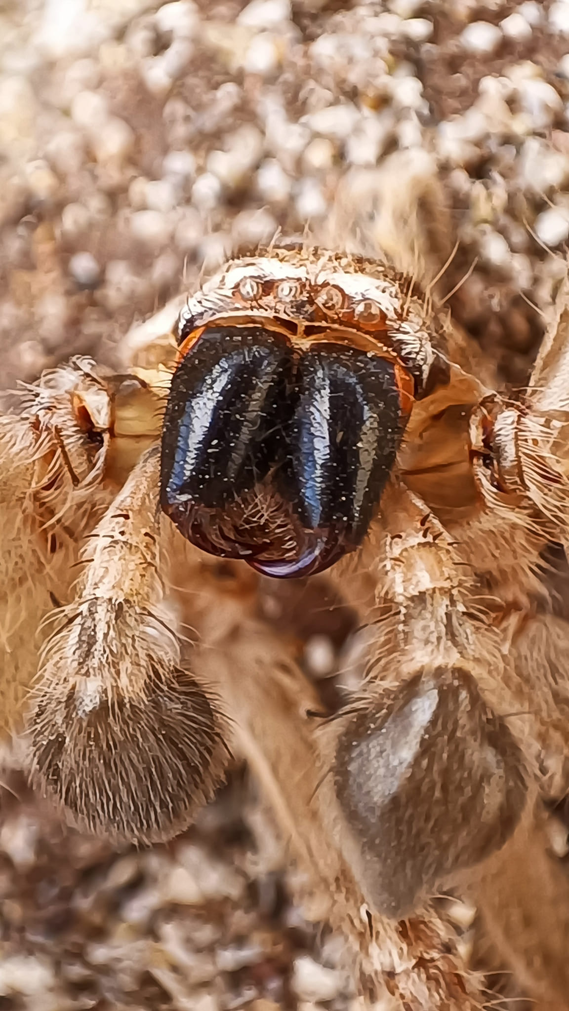 Los colmillos de una Araña... - Biologando con Miguel