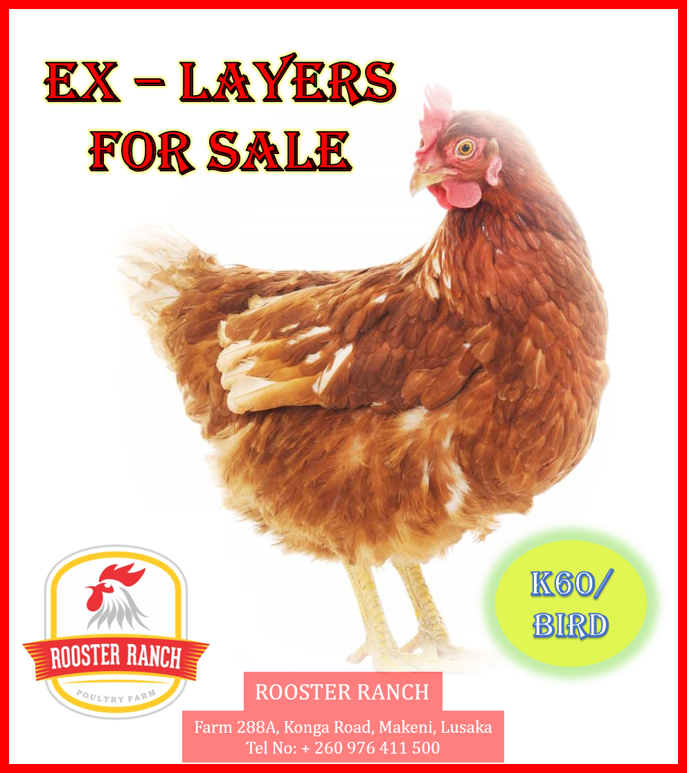 Rooster Ranch | Lusaka