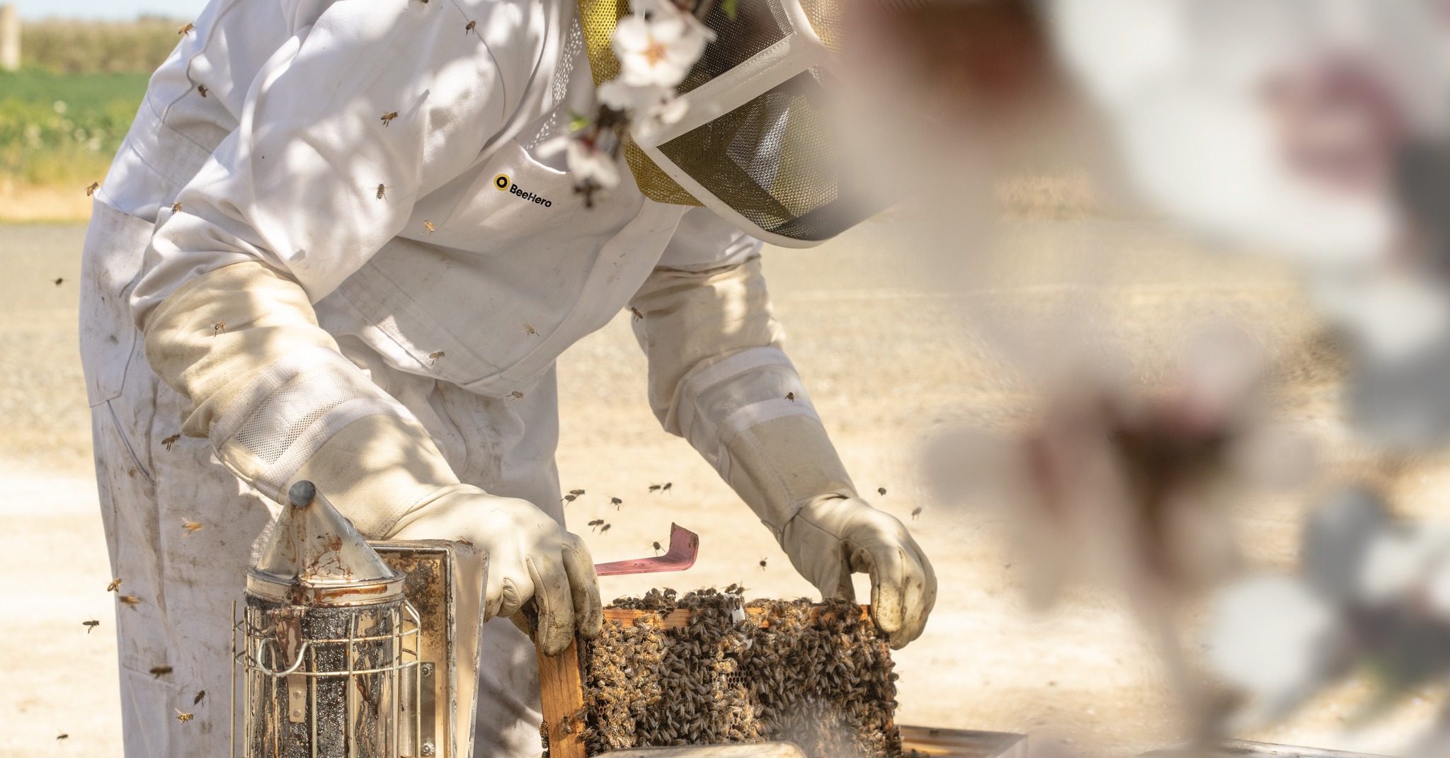 BeeHero