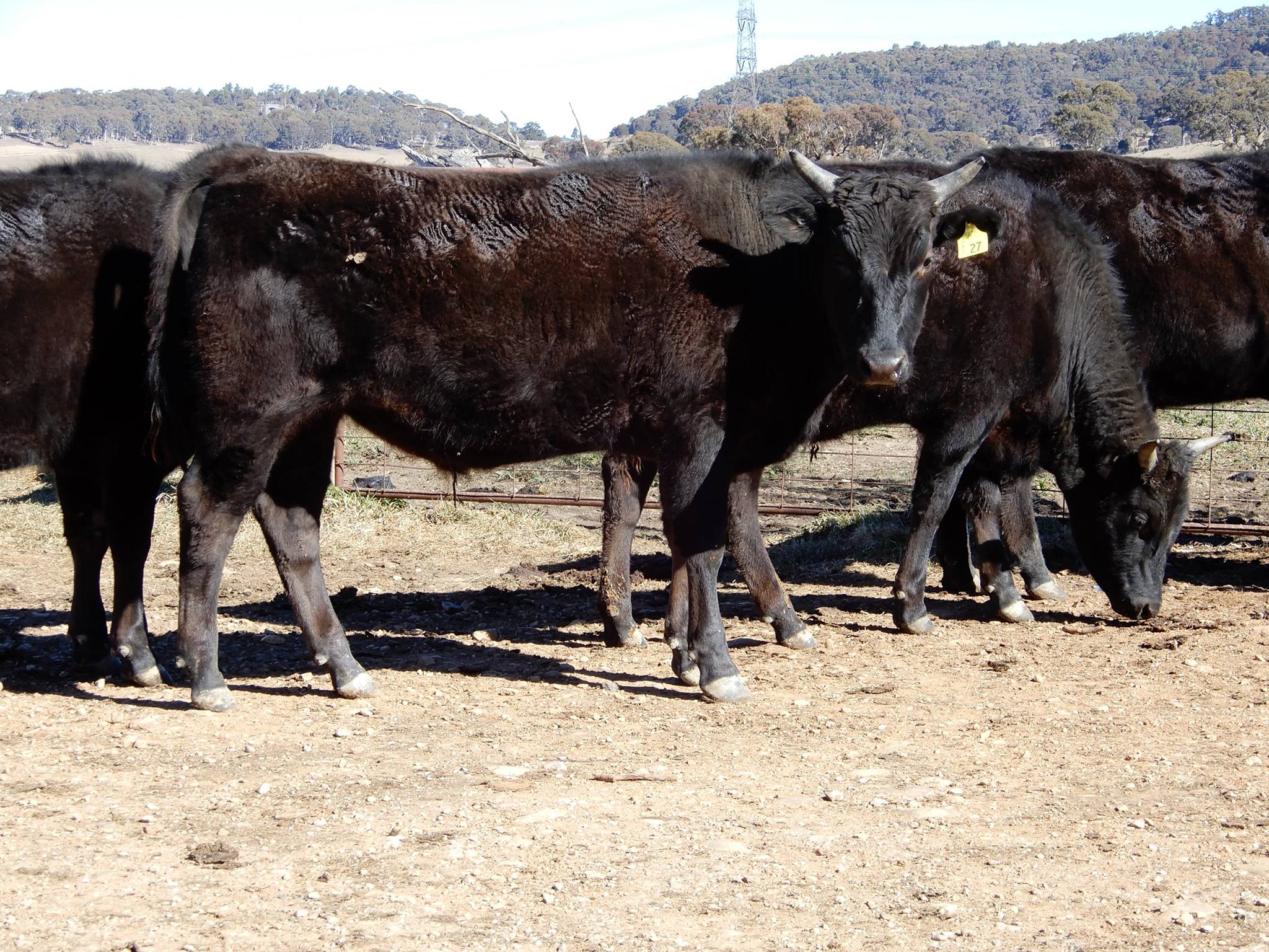 Callow Livestock Pty Ltd | Dunedoo NSW