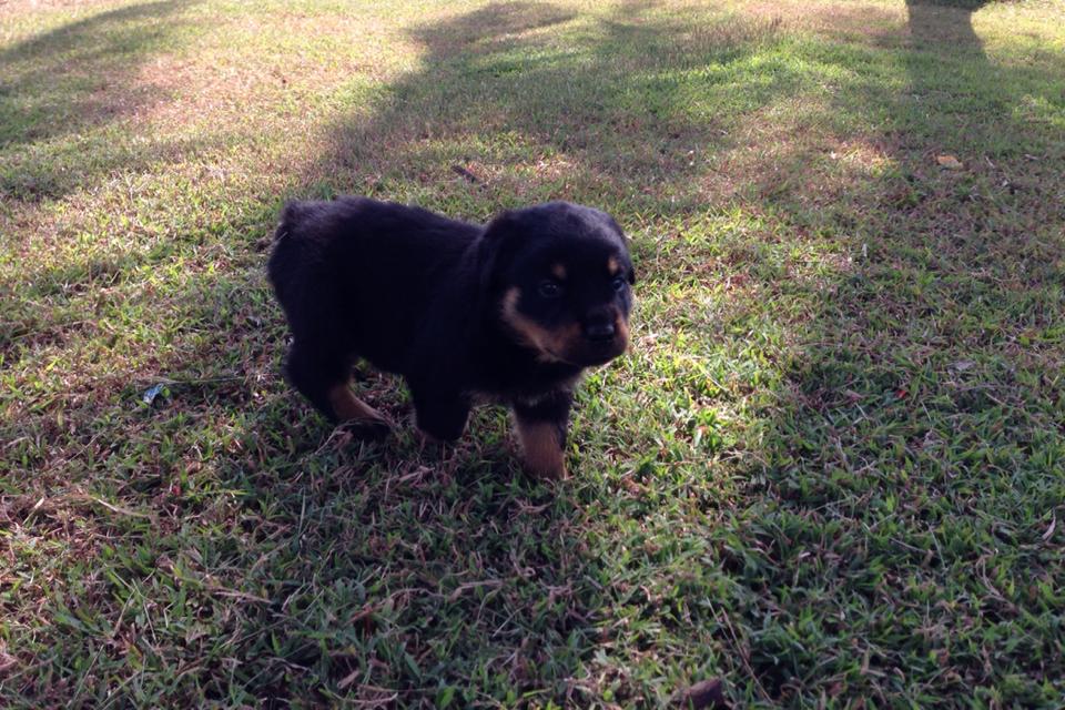 Rottweiler & Scottish Fold ฟาร์ม อุดรธานี | Udon Thani