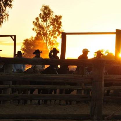 Mitchell Campdraft... - Mitchell Campdraft Association