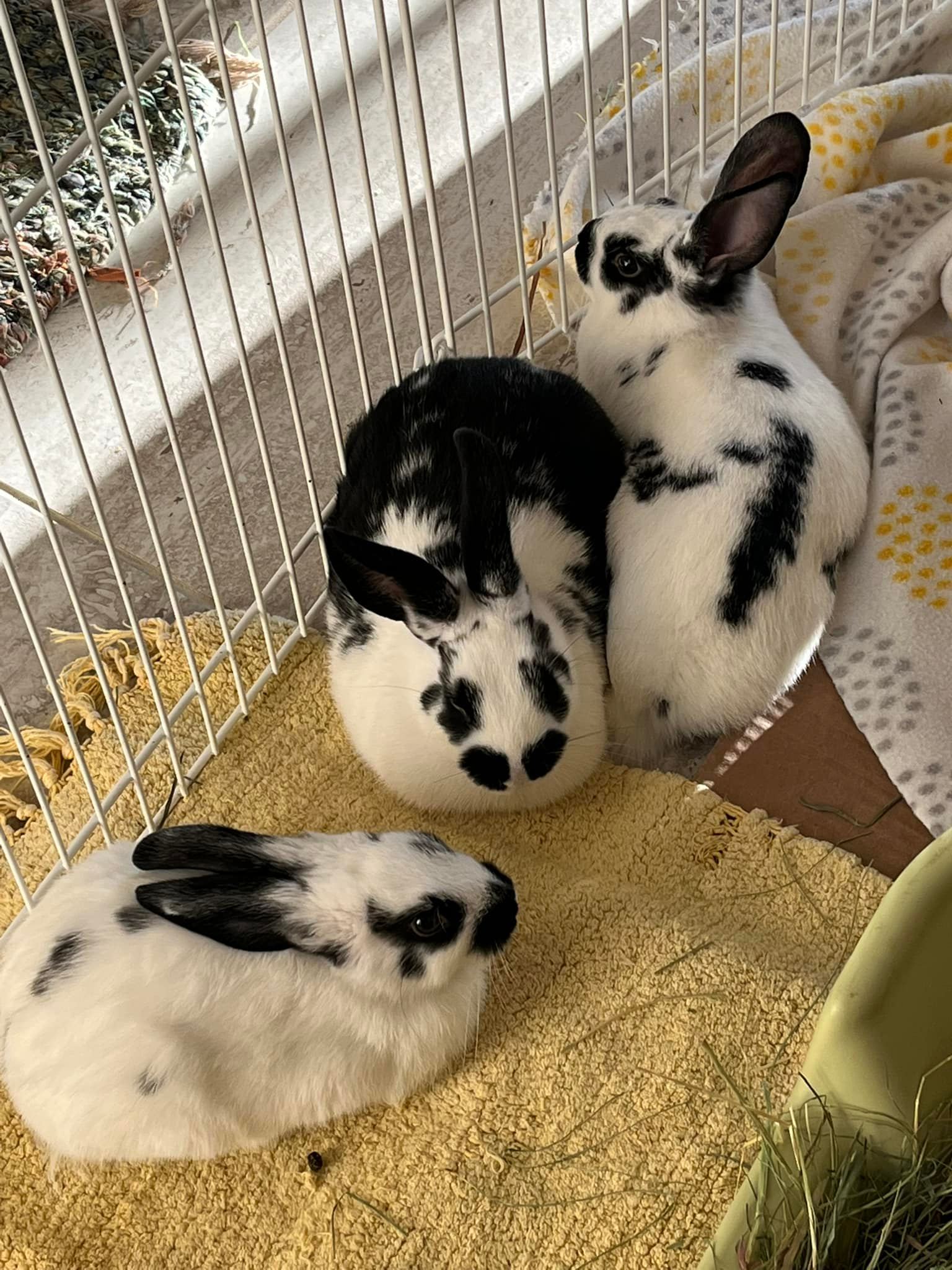 The Girls! Do you know who is... - East Bay Rabbit Rescue | Facebook