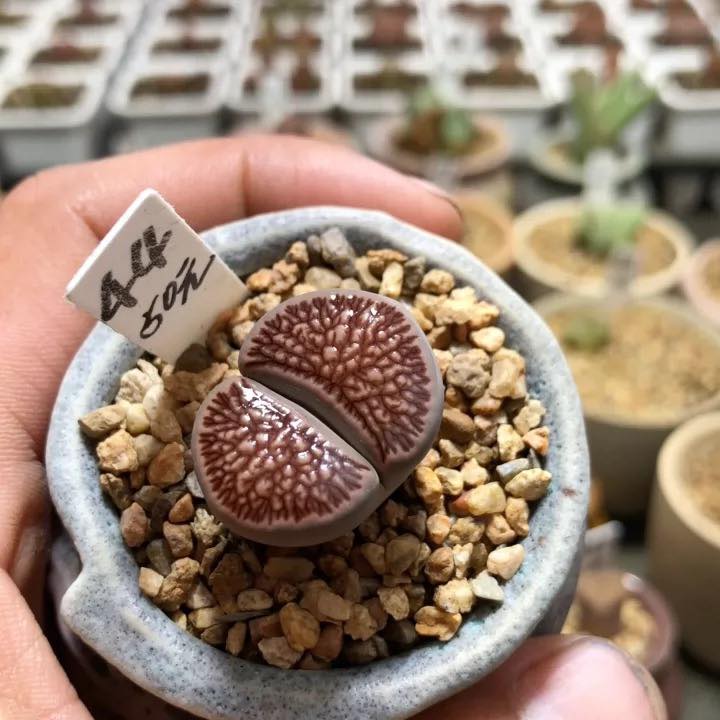 Lithops Julii 