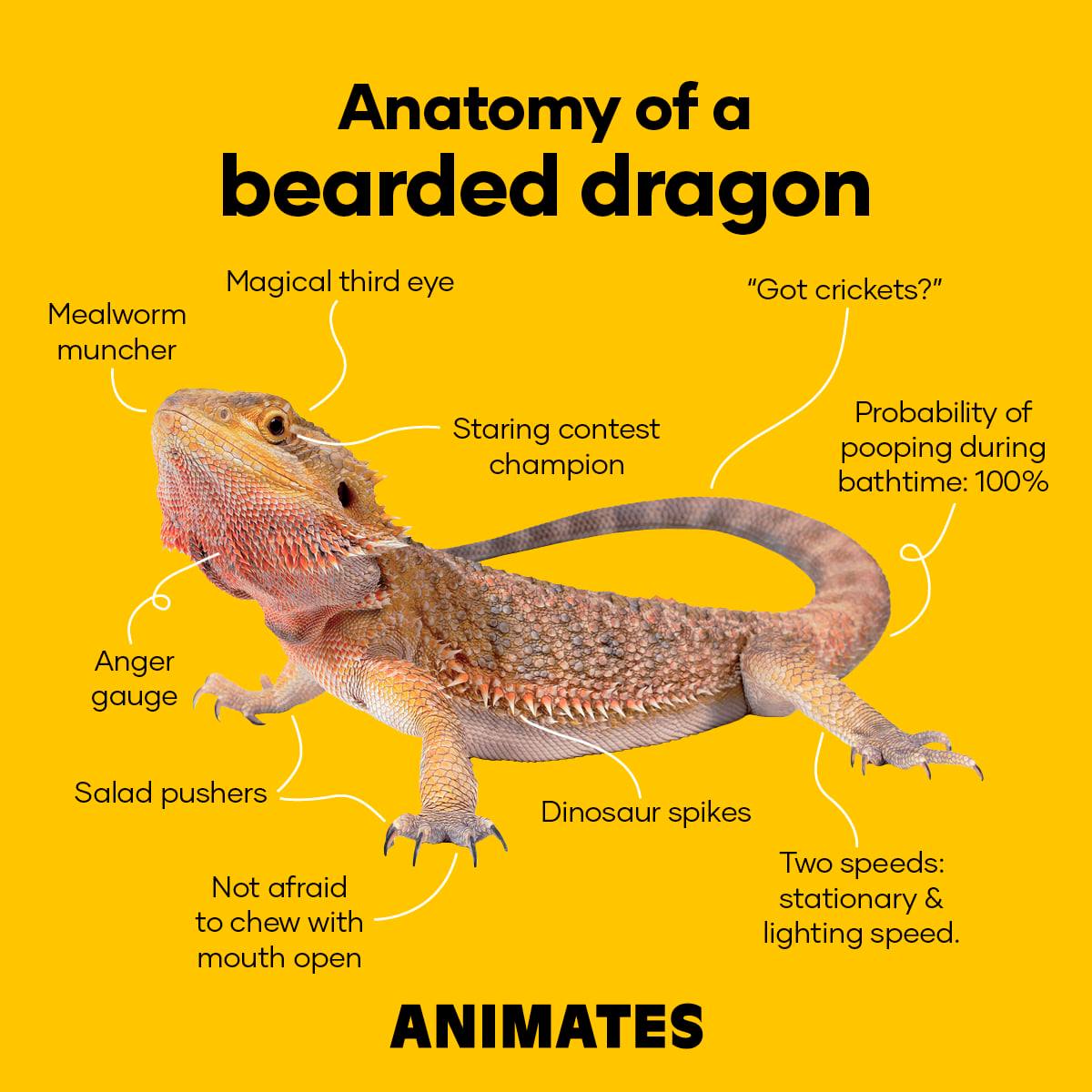 Anatomy Of A Bearded Dragon Anatomy Retailer Of A Bearded Dragon