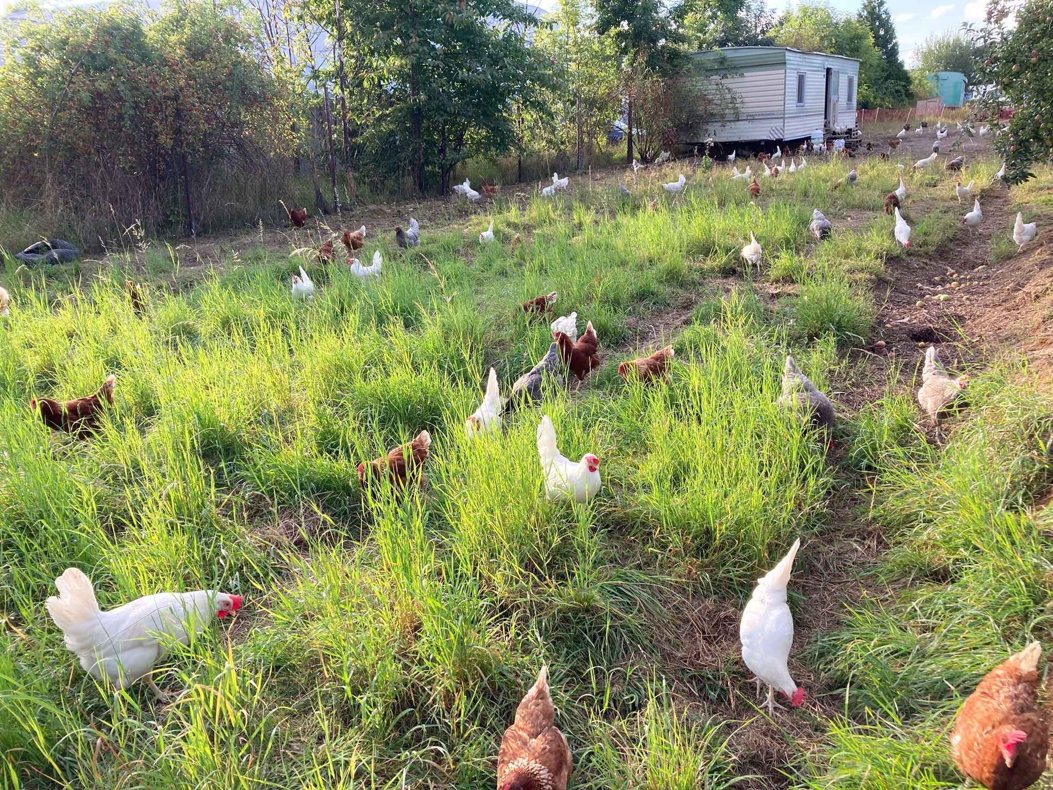 Farma Napipi | Cerhovice
