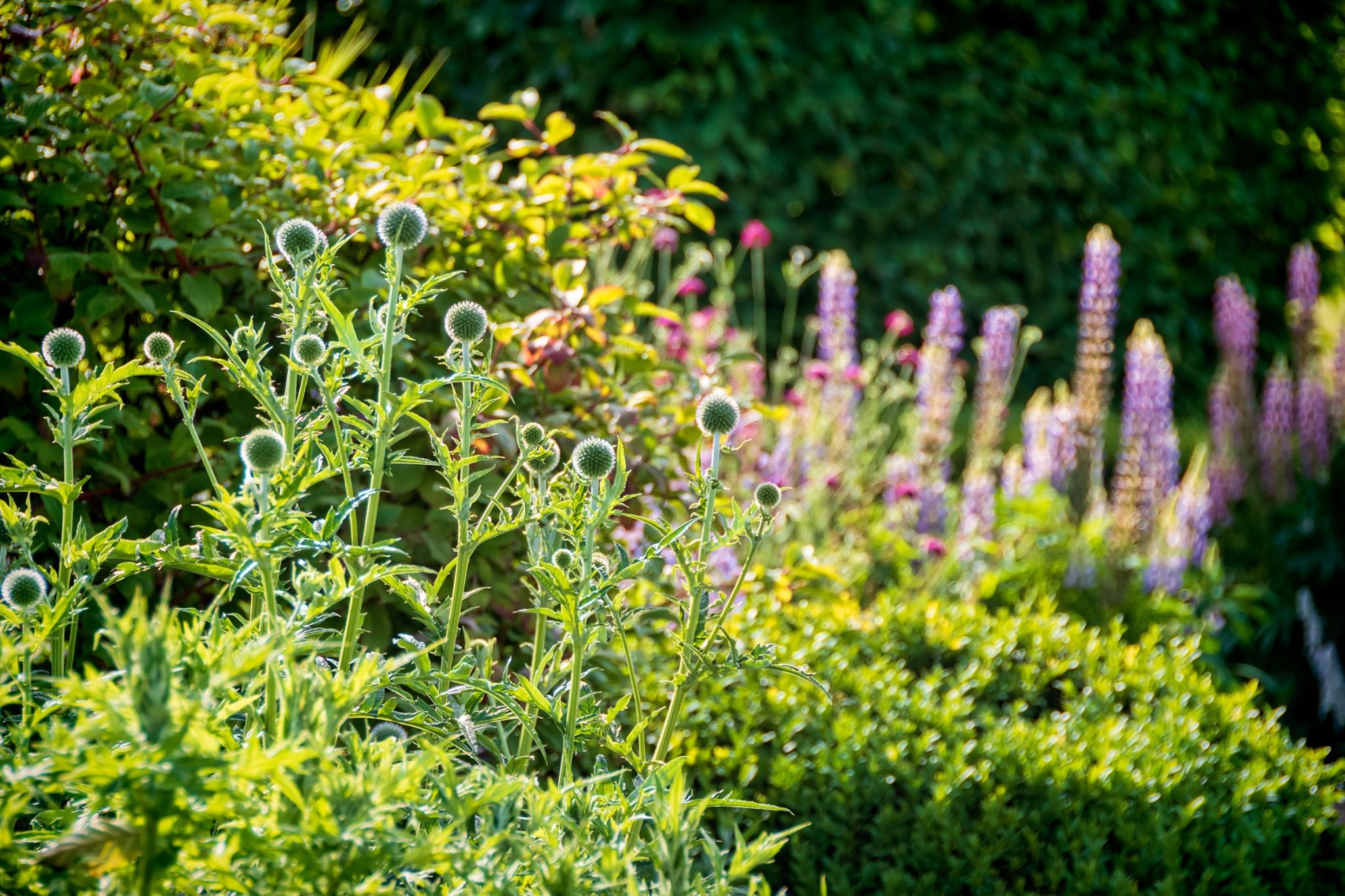 Chris Deakin Garden Design | Norwich