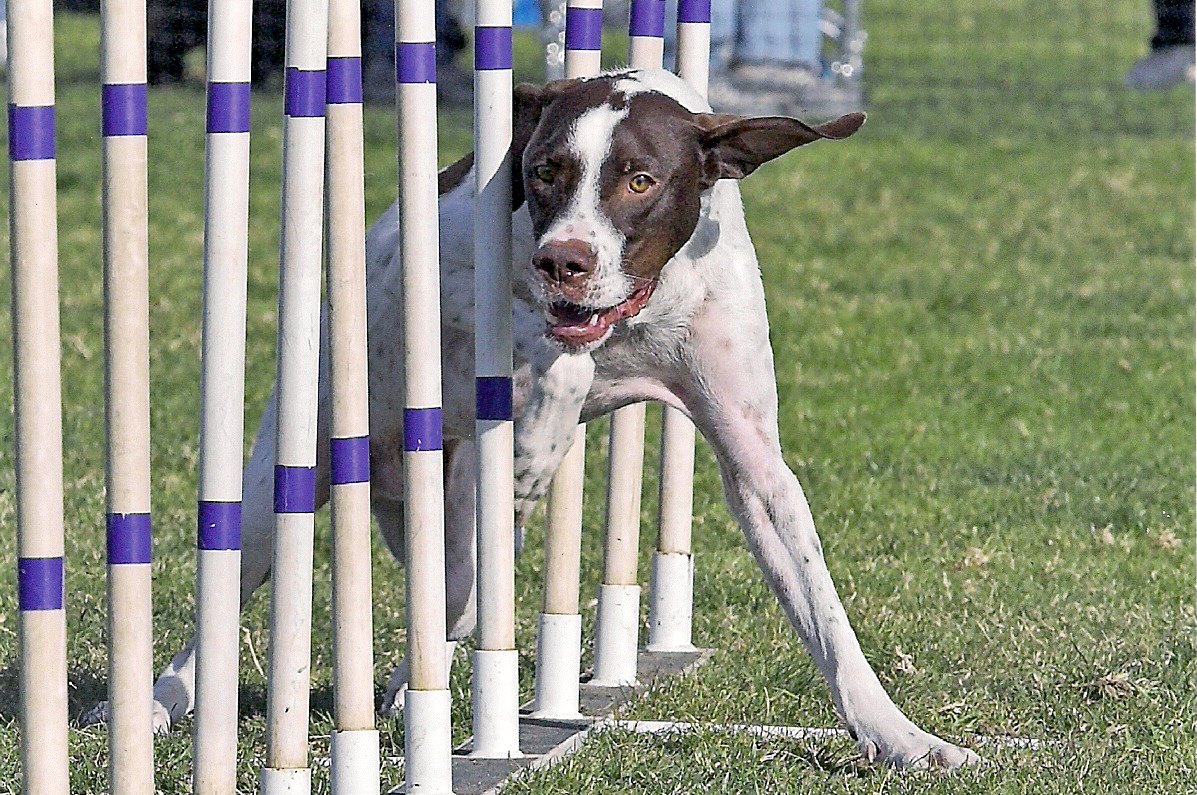 Martini's Ranch Agility Training | Escondido CA