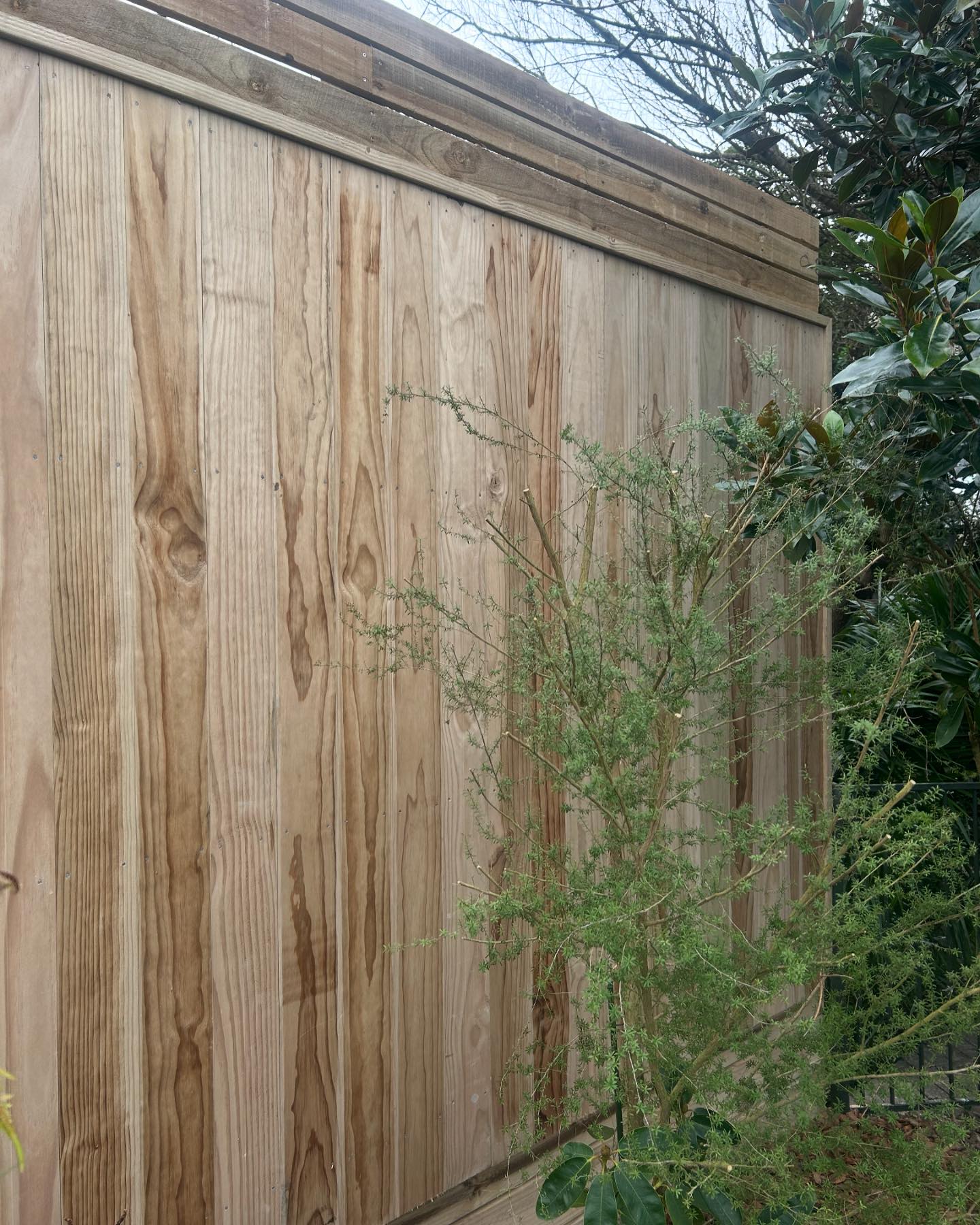 Big ol Dressed pine fence with capping... - Mikes The Guy LTD | Facebook