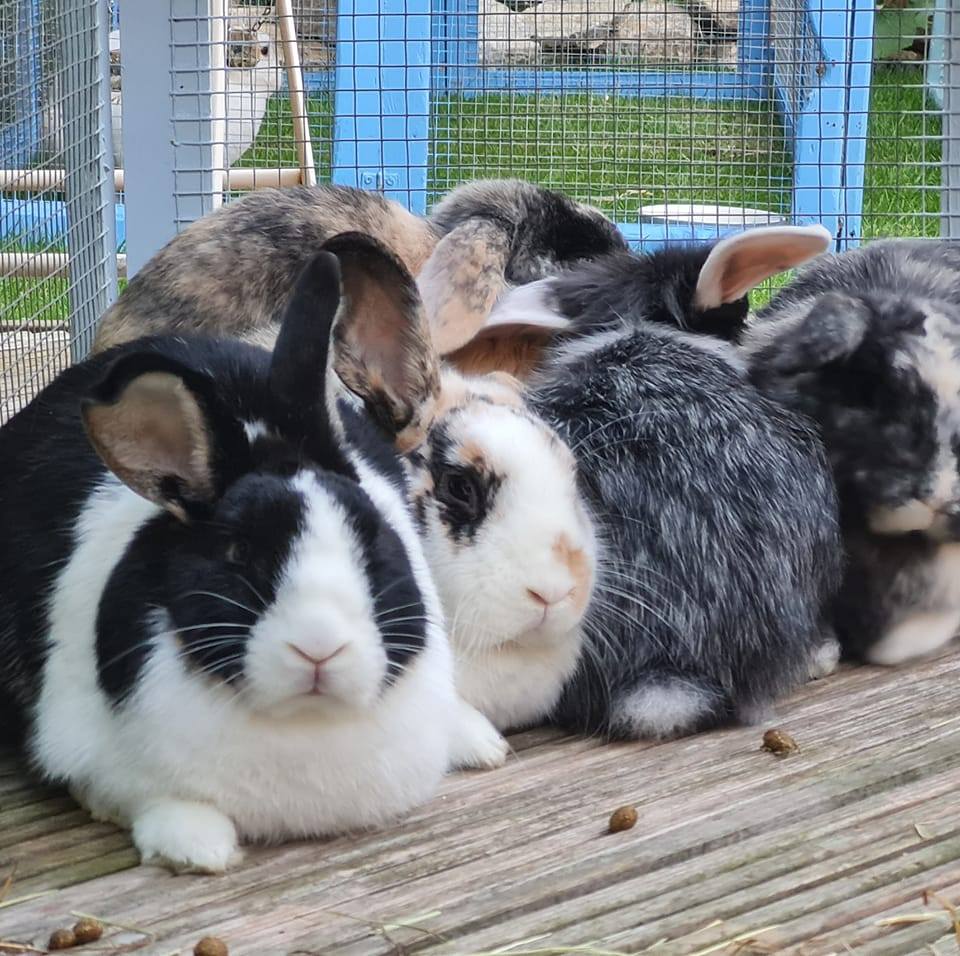 Derricks Den Rabbit Boarding - I have Pip on the settee with me. He's ...