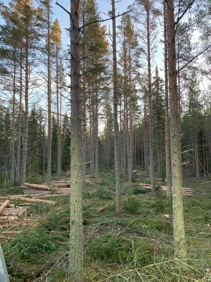 Hörnsjö Skog & Maskin AB | Hörnsjö